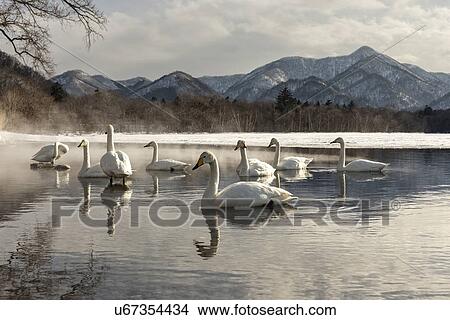 Whooper swans swimming on channel of water beside frozen lake Kussharo with hills in distance, winter afternoon sunlight, Lake Kussharo, Hokkaido, Japan View Large Photo Image Picture - Whooper swans swimming on channel of water beside frozen lake Kussharo with hills in distance, winter afternoon sunlight, Lake Kussharo, Hokkaido, Japan. Fotosearch