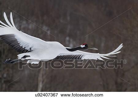 Stock Photo - Young Red Crowned Crane flying in snowy weather, closeup view, with forest in background, Akan, Hokkaido, Japan. Fotosearch