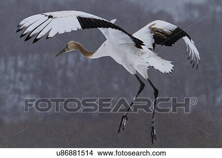 Young Red Crowned Crane taking off in snowy weather, closeup view, with forest in background, Akan, Hokkaido, Japan View Large Photo Image Picture - Young Red Crowned Crane taking off in snowy weather, closeup view, with forest in background, Akan, Hokkaido, Japan. Fotosearch