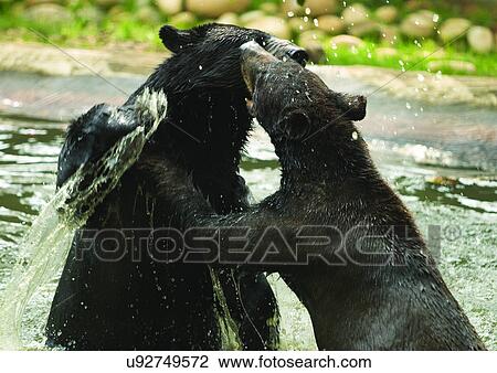 Stock Image - animal attitudes, animal kingdom, animal. Fotosearch