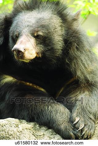 Stock Image - animal attitudes, animal. Fotosearch