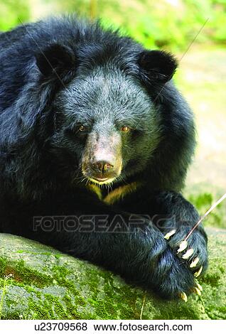 Stock Photo - animal attitudes, animal. Fotosearch