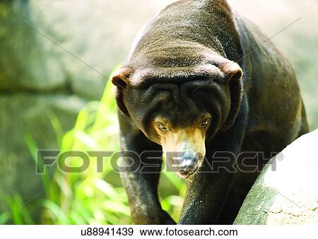Stock Photo - animal attitudes, animal. Fotosearch