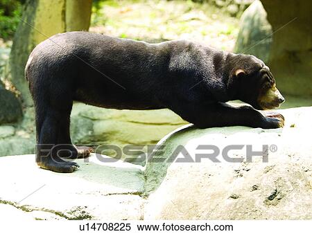 Stock Photography - animal attitudes, animal. Fotosearch