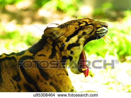 Picture - animals in the wild, attitude, adult animal. Fotosearch