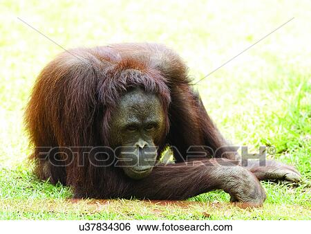 ape, attitude, anthropoid View Large Photo Image Stock Photograph - ape, attitude, anthropoid. Fotosearch