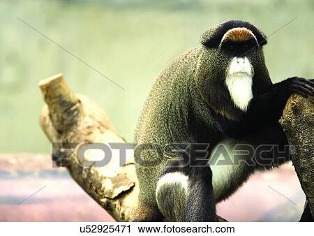 Stock Image - attitude, australopithecus, ape. Fotosearch