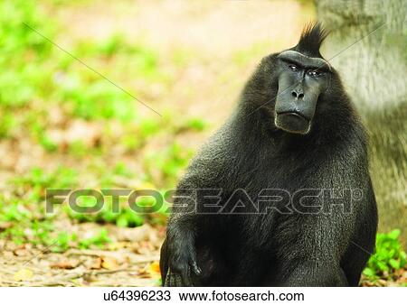 Stock Image - attitude, black, ape. Fotosearch