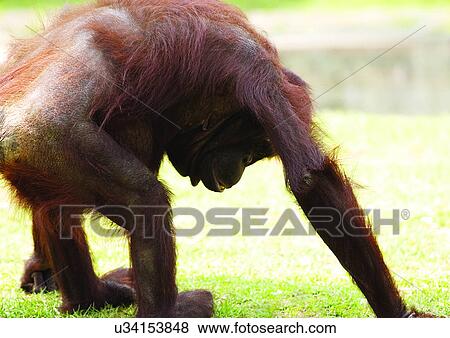 attitude, brown, ape View Large Photo Image Stock Photo - attitude, brown, ape. Fotosearch