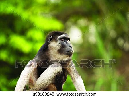 Stock Photo - attitude, buffalo, ape. Fotosearch