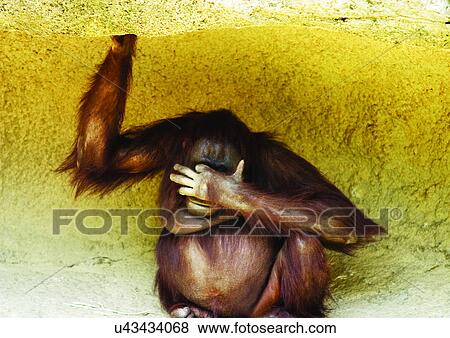Stock Photo - attitude, confined, ape. Fotosearch