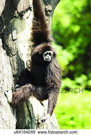attitude, confined, ape View Large Photo Image Stock Photo - attitude, confined, ape. Fotosearch