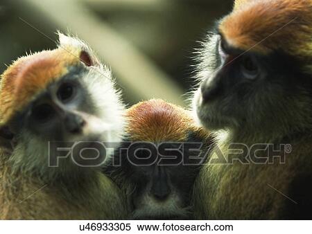 Stock Photography - attitude, confined, ape. Fotosearch