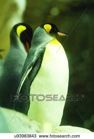 Stock Image - aves, attitude. Fotosearch