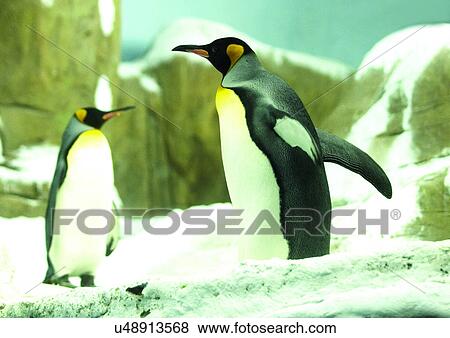 Stock Photo - aves, attitude. Fotosearch