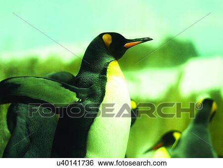 aves, attitude View Large Photo Image Stock Photograph - aves, attitude. Fotosearch