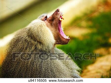 Stock Photography - baboon, confined, attitude. Fotosearch