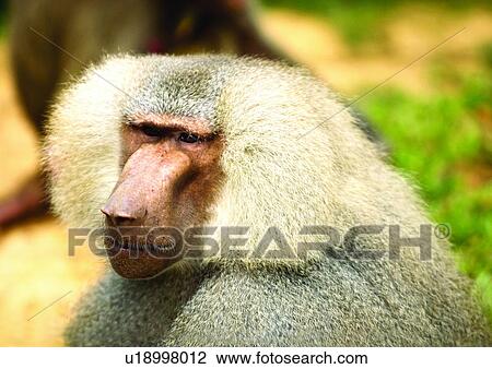 Stock Image - baboon, simian, monkey. Fotosearch