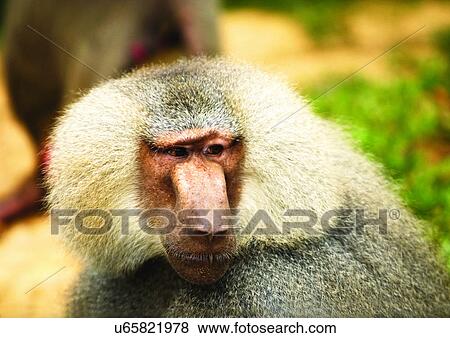 baboon, simian, monkey View Large Photo Image Stock Photo - baboon, simian, monkey. Fotosearch