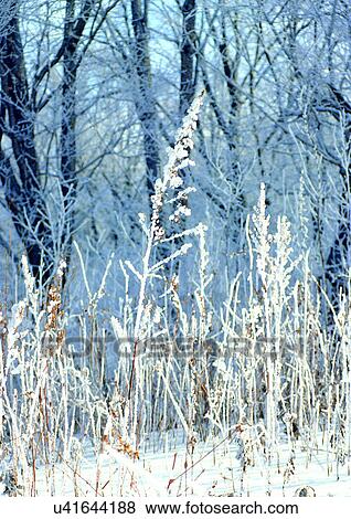Background, Close-Up, Day, Outdoor View Large Photo Image Stock Photo - Background, Close-Up, Day, Outdoor. Fotosearch
