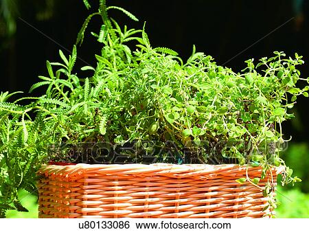 Stock Photograph - Basket, Day, Container, Aromatics. Fotosearch
