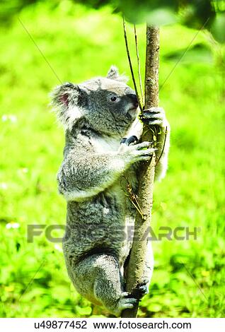 Stock Image - bear, branch, attitude. Fotosearch