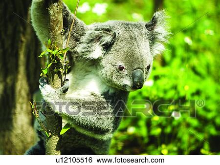 Stock Photograph - bear, branch, attitude. Fotosearch