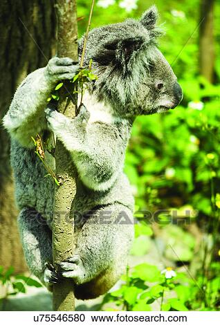 Stock Image - bear, captive, attitude. Fotosearch