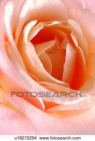 beautiful, beauty, blooming View Large Photo Image Picture - beautiful, beauty, blooming. Fotosearch