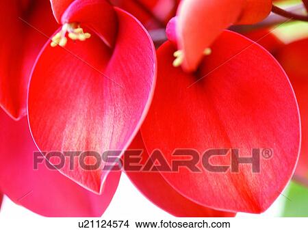 Picture - beautiful, beauty, blooming. Fotosearch