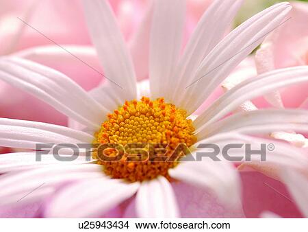 beautiful, beauty, blooming View Large Photo Image Picture - beautiful, beauty, blooming. Fotosearch