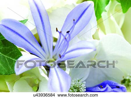 Picture - beautiful, beauty, blooming. Fotosearch