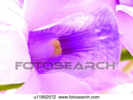 beautiful, beauty, blooming View Large Photo Image Stock Image - beautiful, beauty, blooming. Fotosearch