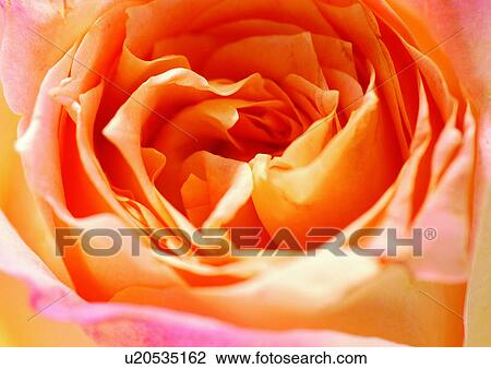 Stock Image - beautiful, beauty, blooming. Fotosearch