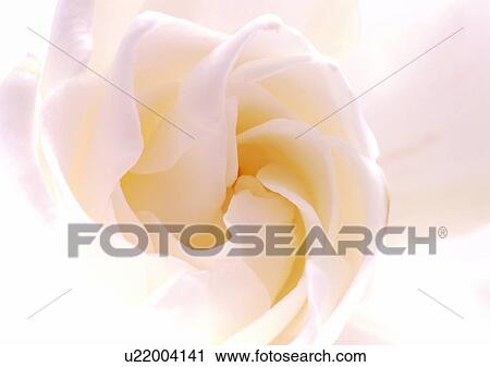 Stock Image - beautiful, beauty, blooming. Fotosearch