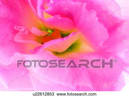 Stock Image - beautiful, beauty, blooming. Fotosearch