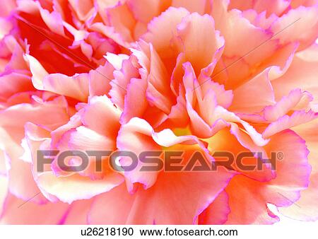 Stock Image - beautiful, beauty, blooming. Fotosearch
