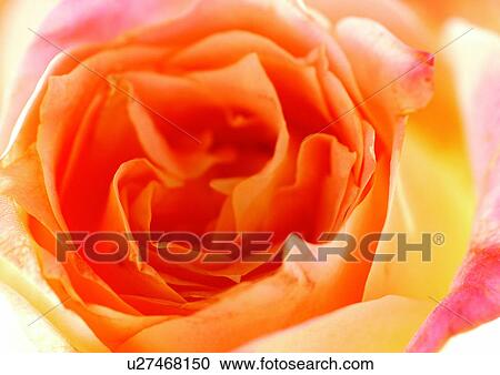 Stock Image - beautiful, beauty, blooming. Fotosearch