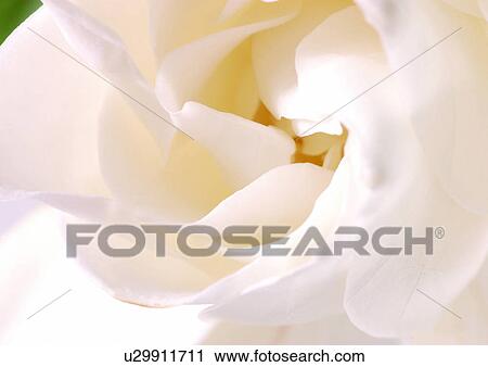 Stock Image - beautiful, beauty, blooming. Fotosearch