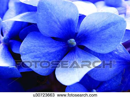 Stock Image - beautiful, beauty, blooming. Fotosearch
