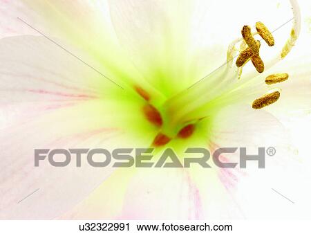 Stock Image - beautiful, beauty, blooming. Fotosearch