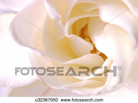 beautiful, beauty, blooming View Large Photo Image Stock Image - beautiful, beauty, blooming. Fotosearch