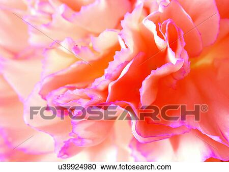 Stock Image - beautiful, beauty, blooming. Fotosearch
