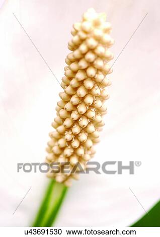 Stock Image - beautiful, beauty, blooming. Fotosearch