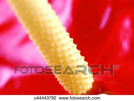Stock Image - beautiful, beauty, blooming. Fotosearch