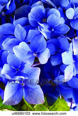 Stock Image - beautiful, beauty, blooming. Fotosearch