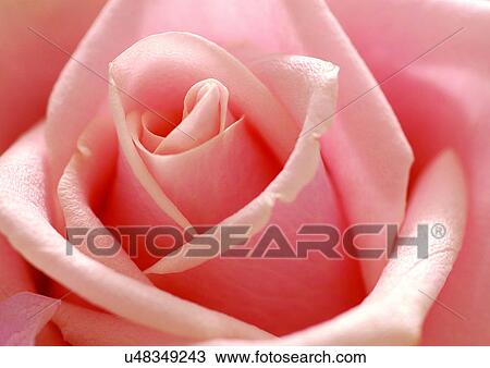 Stock Image - beautiful, beauty, blooming. Fotosearch