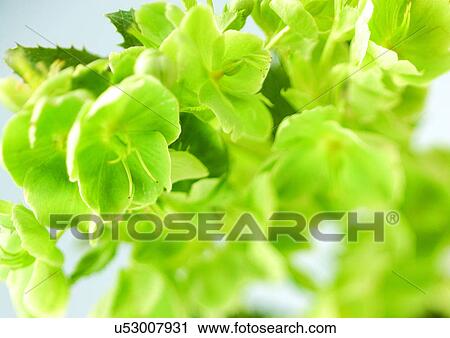 Stock Image - beautiful, beauty, blooming. Fotosearch