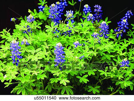 beautiful, beauty, blooming View Large Photo Image Stock Image - beautiful, beauty, blooming. Fotosearch