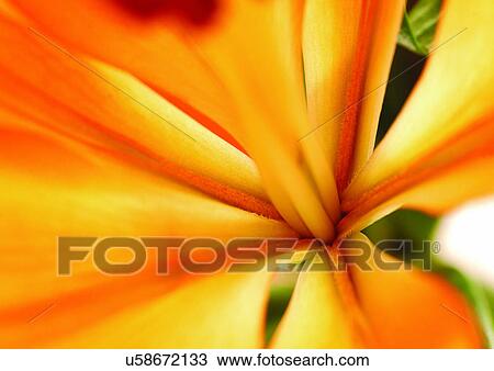 Stock Image - beautiful, beauty, blooming. Fotosearch